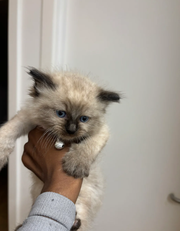Fluffy Ragdoll kitten