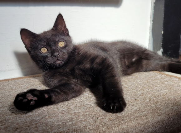 Gorgeous Kitten
