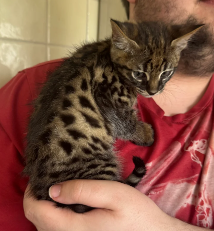 TICA registered Stunning F3 Savannah Male