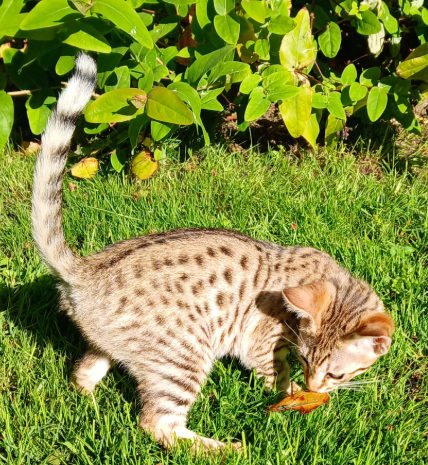 Wonderful savannah kittens