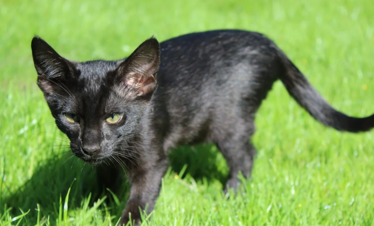 Stunning Savannah Kittens