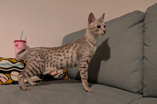 White/Silver Savannah Queen