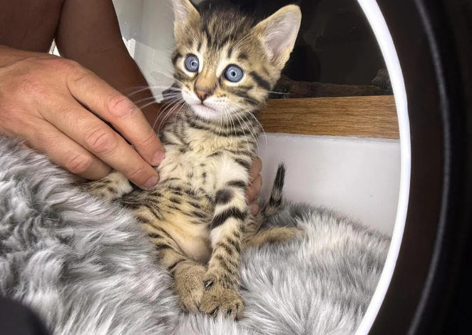 Stunning Savannah F3 Kittens