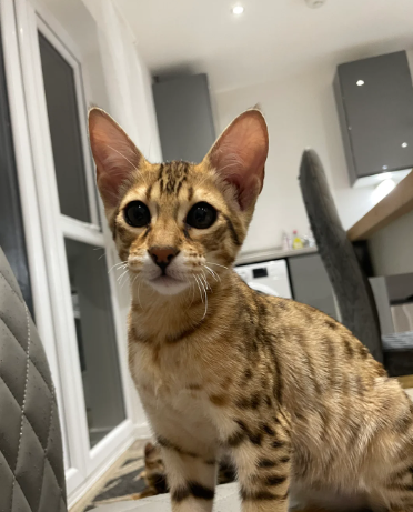 F4 savannah female