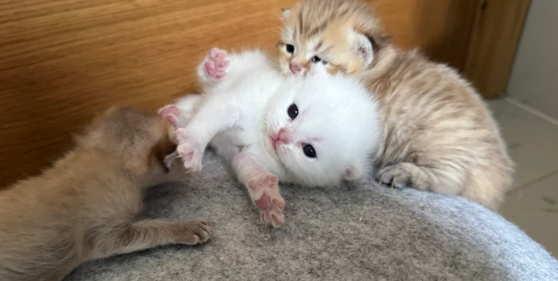 Full pedigree Scottish fold