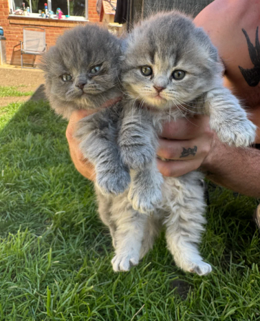 Scottish Fold Kittens
