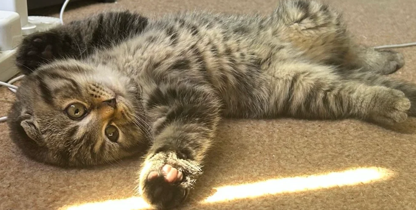 Adorable Scottish Kitten