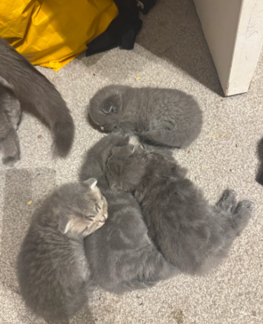 Scottish Fold Kittens