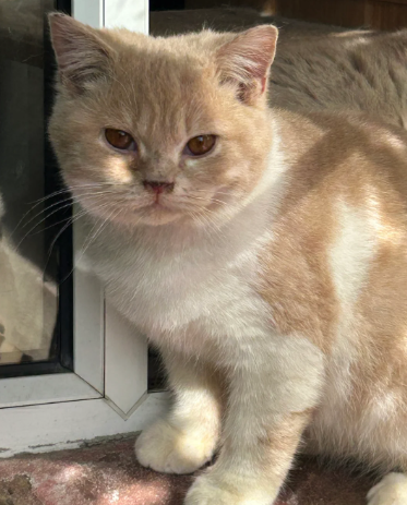 Older kitten Ready now Scottish straight