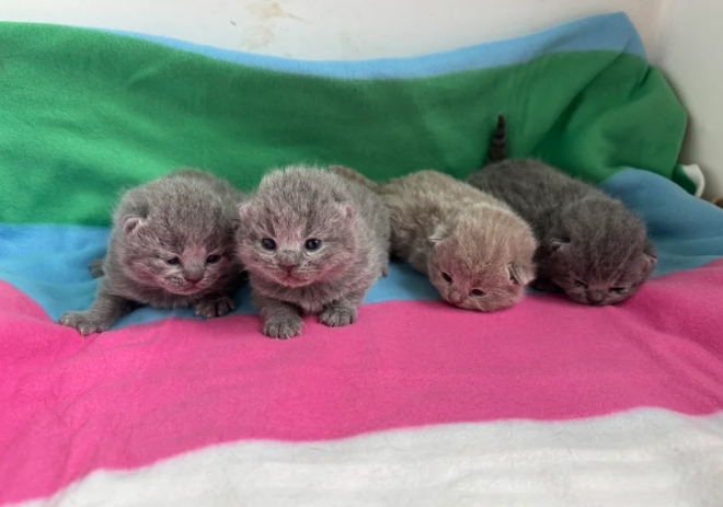 BEAUTIFUL KITTENS BLUE AND CINNAMON