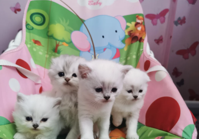 Scottish Fold/Straight Girls