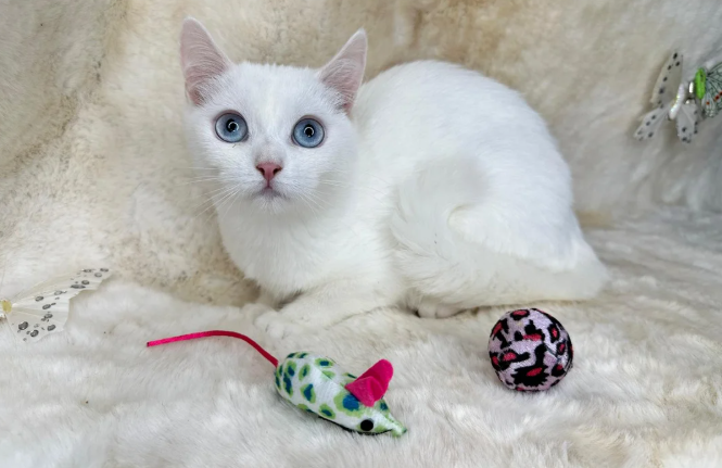 Scottish fold kittens short coat