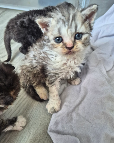 Selkirk rex curly kittens