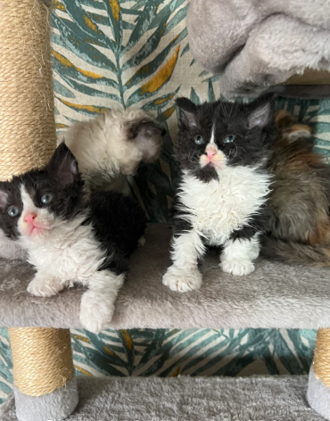 Beautiful Selkirk Rex kittens