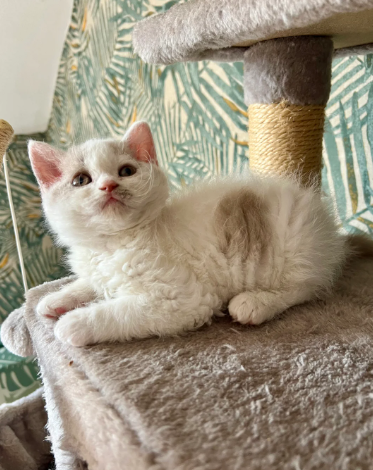 Beautiful Selkirk Rex kittens