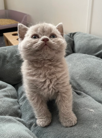 GCCF registered Selkirk Rex kittens