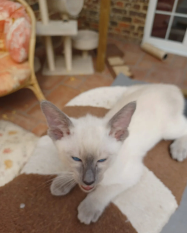 4 Beautiful Blue Tabbies Looking for a new home