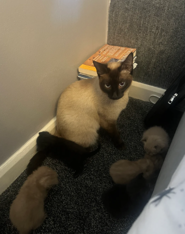 Siamese cross breeds