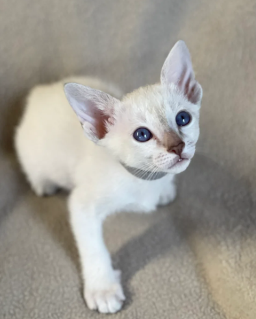 GCCF Registered Traditional Siamese Kittens