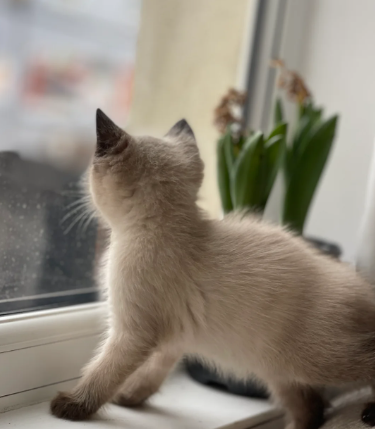 Siamese Kitten from Gorgeous Fluffy Mum Nebelung