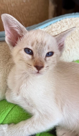 GCCF Reg loving healthy Siamese babies