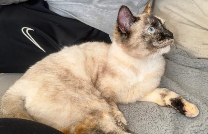 Tortie point Siamese