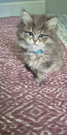 Siberian pedigree kittens