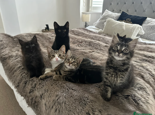 3 New Sibby Kittens from Windsor Whiskers