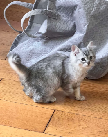 Pedigree Siberian kittens