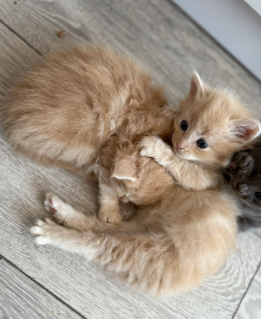 Full Siberian Kittens