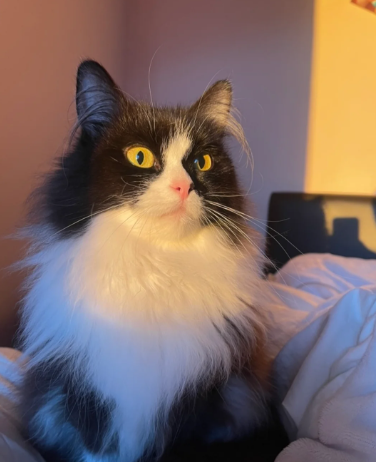 Gorgeous Tuxedo Siberian