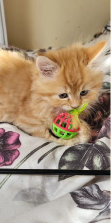 Beautiful siberian kittens