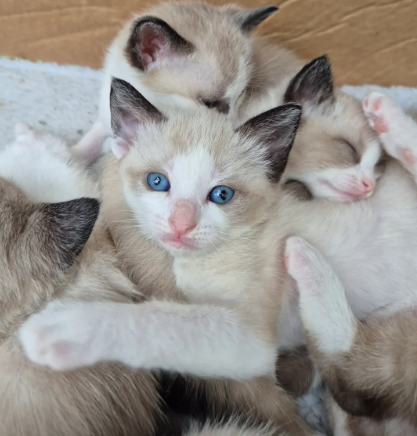 Gorgeous pedigree Snowshoes super friendly GCCF