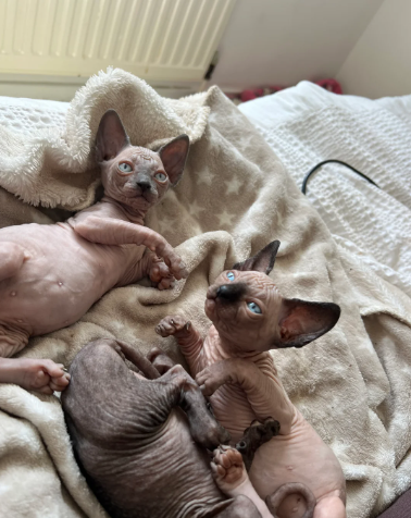 Beautiful Sphynx Kittens