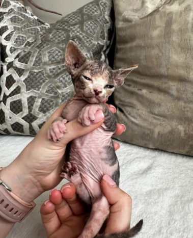 5 Cow print Sphynx Kittens