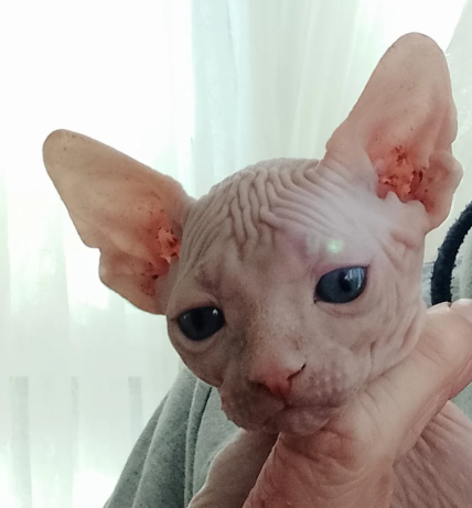 Beautiful Sphinx boy. READYnow