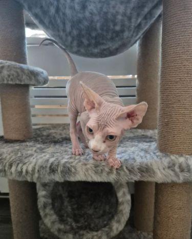 4 beautiful kitten ready for loving homes