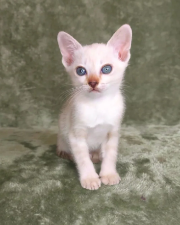GCCF, non-active registered tonkinese kittens.