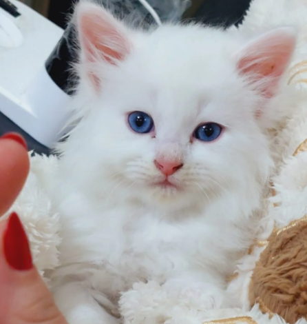 Gorgeous fluffy, white Turkish angora kittens