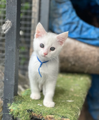 Turkish angora x