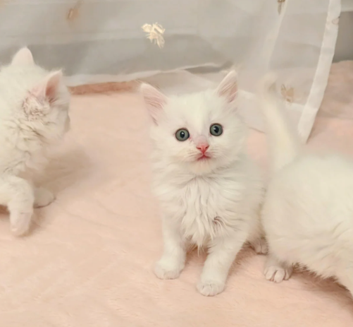 Stunning White Turkish Angora Kittens