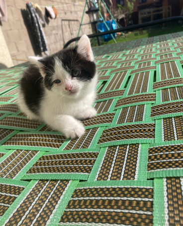 Three beautiful kitten ready to find a loving home