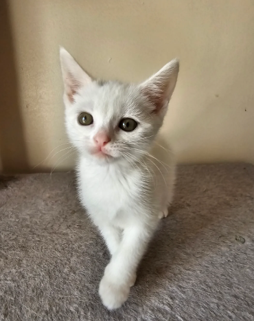 White kittens Turkish angora