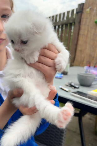 turkish angora mix scottish fold
