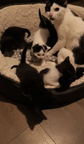 Kittens for sale ready to go to their new homes